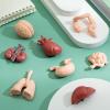 image8 PCS Human Organs Toy Body Parts Figurines  3D Mini Anatomy Model Realistic Teaching Prop  Brain Heart Lung Liver Stomach Intestines Kidney for Kids