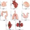 image8 PCS Human Organs Toy Body Parts Figurines  3D Mini Anatomy Model Realistic Teaching Prop  Brain Heart Lung Liver Stomach Intestines Kidney for Kids