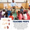 image8 PCS Human Organs Toy Body Parts Figurines  3D Mini Anatomy Model Realistic Teaching Prop  Brain Heart Lung Liver Stomach Intestines Kidney for Kids