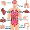 image8 PCS Human Organs Toy Body Parts Figurines  3D Mini Anatomy Model Realistic Teaching Prop  Brain Heart Lung Liver Stomach Intestines Kidney for Kids