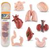 image8 PCS Human Organs Toy Body Parts Figurines  3D Mini Anatomy Model Realistic Teaching Prop  Brain Heart Lung Liver Stomach Intestines Kidney for Kids
