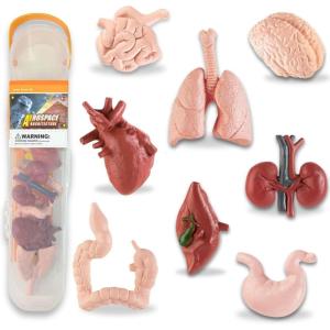 image8 PCS Human Organs Toy Body Parts Figurines  3D Mini Anatomy Model Realistic Teaching Prop  Brain Heart Lung Liver Stomach Intestines Kidney for Kids
