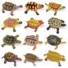 imageLiberty Imports 12 Piece Sea Turtle Animal Toys  Miniature Figurines  Unique Tortoise Toys Detailed and Hand Painted Reptiles Party Favor Decorations and Kids