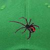 imageDALIX Black Widow Spider Hat Mens Womens Baseball CapKelly Green