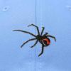 imageDALIX Black Widow Spider Hat Mens Womens Baseball CapLight Blue