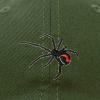 imageDALIX Black Widow Spider Hat Mens Womens Baseball CapOlive